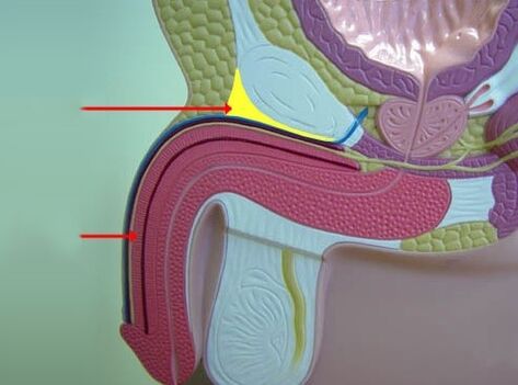 ligaments péniens