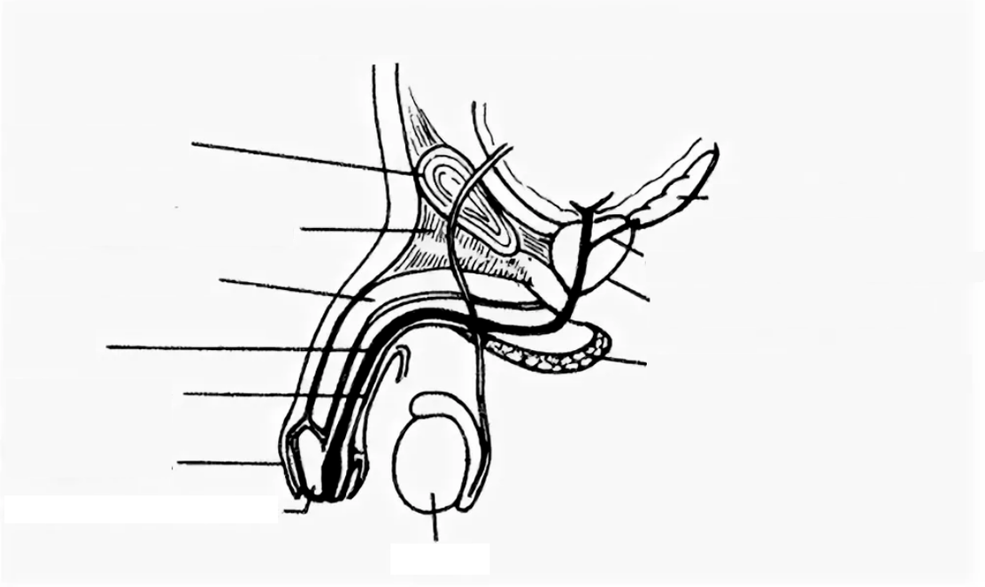 structure du pénis