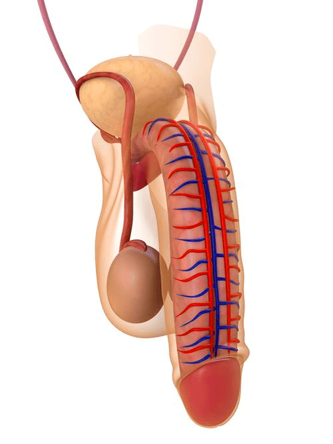 structure du pénis